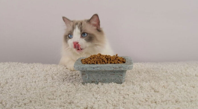 Γάτα: Τι πρέπει να τρώει για να παραμένει υγιής και χαρούμενη