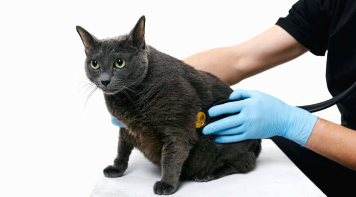 Πότε πρέπει να πάτε τη γάτα σας στα επείγοντα