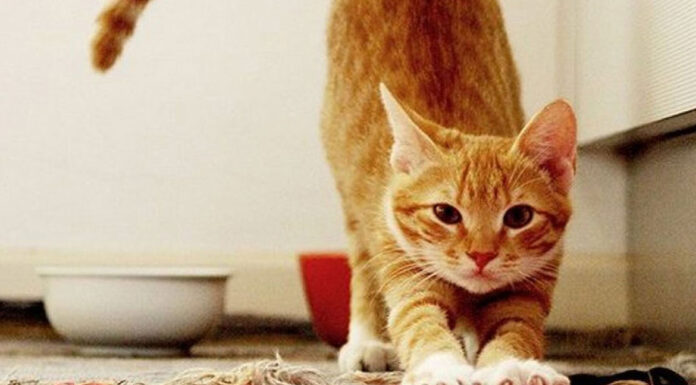 Γάτα: Όσα πρέπει να γνωρίζετε για τον ανοιξιάτικο οίστρο της αγαπημένης σας φίλη