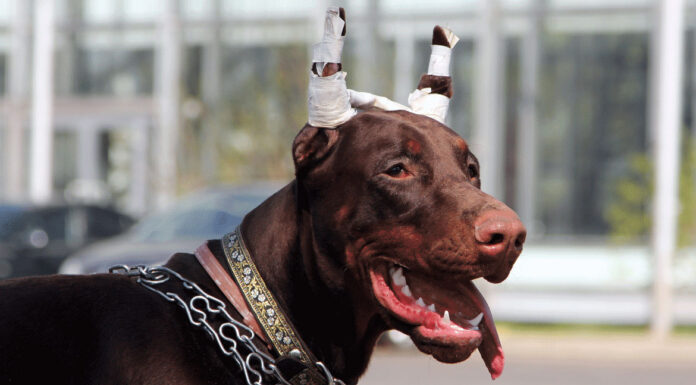 Σκύλος: Κόψιμο αυτιών – Πώς τα επηρεάζει αρνητικά