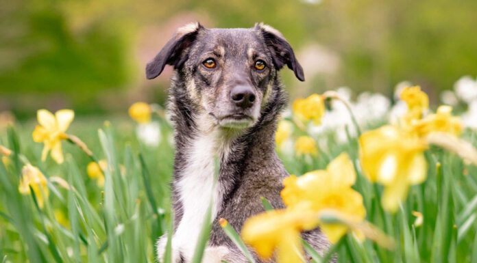 Ποιες ασθένειες διασπείρουμε αν δεν μαζεύουμε τα περιττώματα του σκύλου