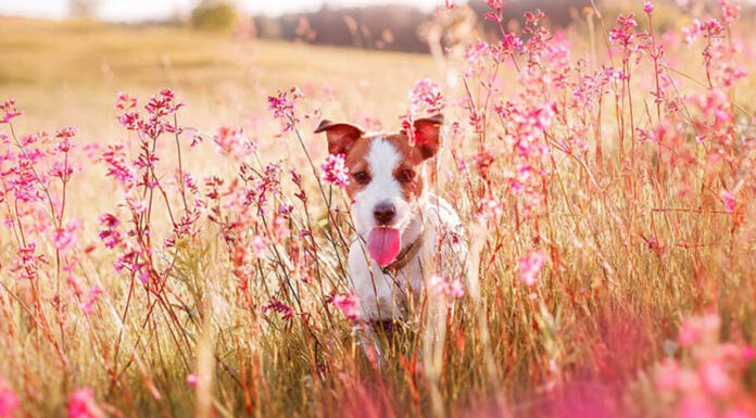 Η άνοιξη είναι κατάλληλη για να πάρετε κουτάβι