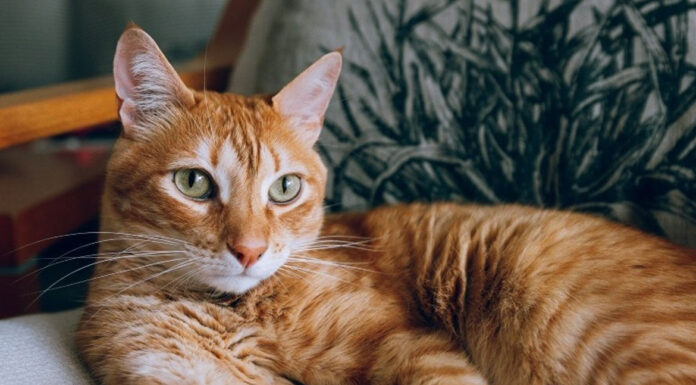Γιατί οι πορτοκαλί γάτες είναι συνήθως αρσενικές;
