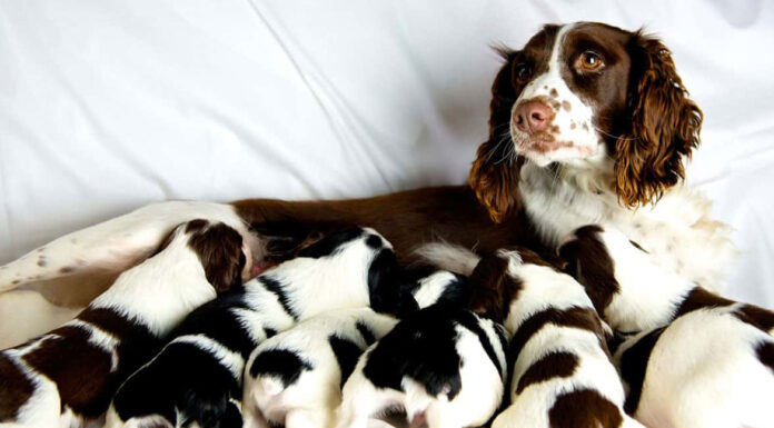 Η σκυλίτσα σας ετοιμάζεται να γίνει περήφανη μανούλα – Τι να προσέξετε κατά τη διάρκεια της εγκυμοσύνης