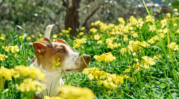 Πώς μπορεί το κατοικίδιό σας να απολαύσει την άνοιξη;