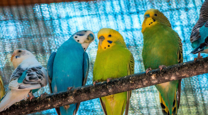 10 χρήσιμες πληροφορίες αν θέλετε να υιοθετήσετε παπαγαλάκι budgie