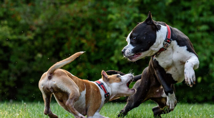 Δώδεκα λόγοι που ένας σκύλος επιτίθεται