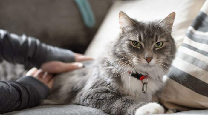 Πώς να πειθαρχήσετε τη γάτα σας