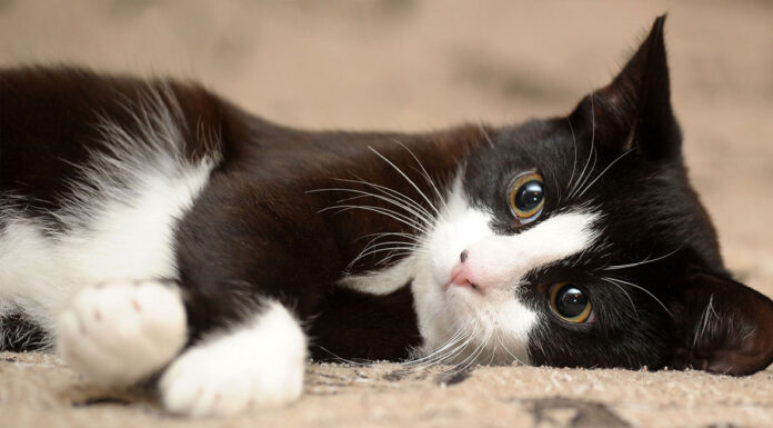Γάτες: 5 λόγοι που κάνουν καλό στην υγεία μας