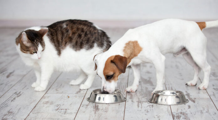 Γιατί οι γάτες δεν πρέπει να τρώνε ίδιες τροφές με τους σκύλους;