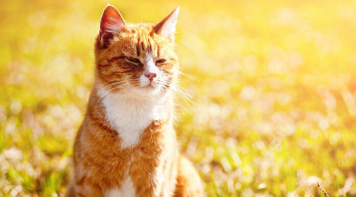 Οι γάτες λατρεύουν τον ήλιο – Γιατί συμβαίνει αυτό;