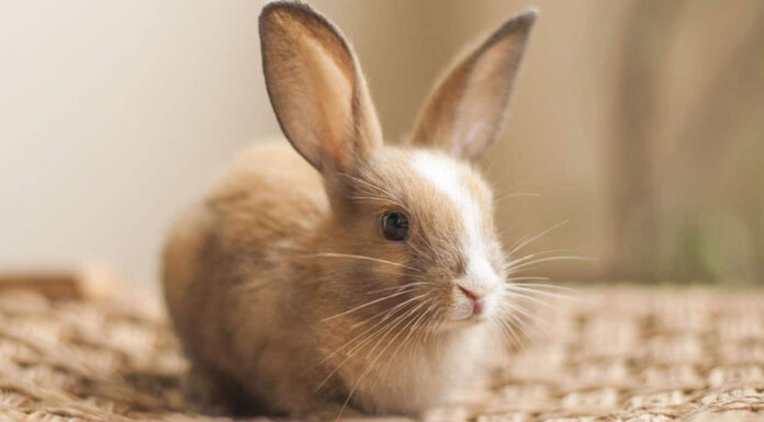 Κουνέλι: 11 αστείες συμπεριφορές με τη γλώσσα του σώματός τους που επικοινωνούν σε εμάς
