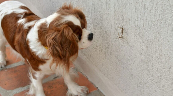 Άνοιξη: Ποια έντομα είναι επικίνδυνα για το κατοικίδιό σας