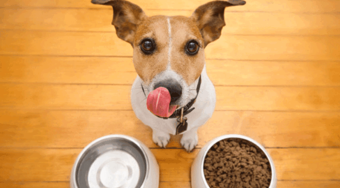 Σκύλος: 9 τροφές που μπορείτε να αγοράζετε από το super market και θα του κάνουν καλό