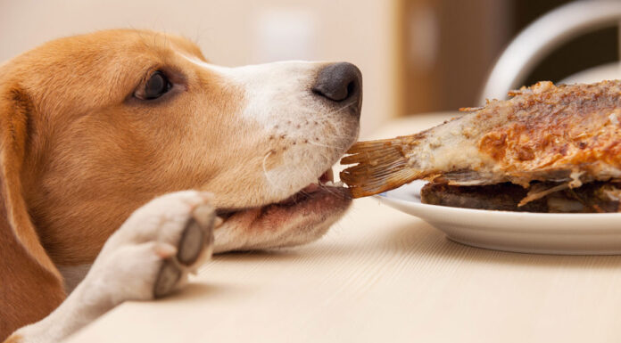 Σκύλος: Μπορεί να φάει θαλασσινά;