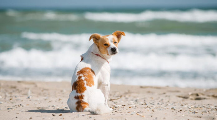 Σκύλος: Γιατί τρώει λιγότερο το καλοκαίρι;