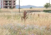 Καθαρισμός οικοπέδων: Τι πρέπει να κάνουν οι ιδιοκτήτες – Ο εκπρ. Τύπου της Πυροσβεστικής στην «Κοινωνία Ώρα MEGA»