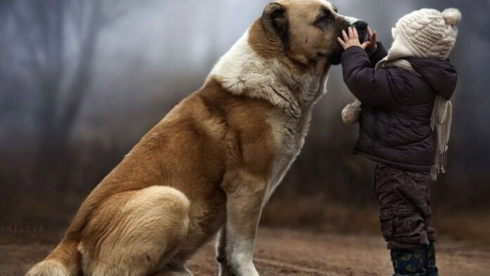 dog.jpg