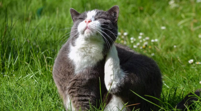 Γιατί ξύνεται η γάτα σας συνέχεια; Πώς να το αντιμετωπίσετε