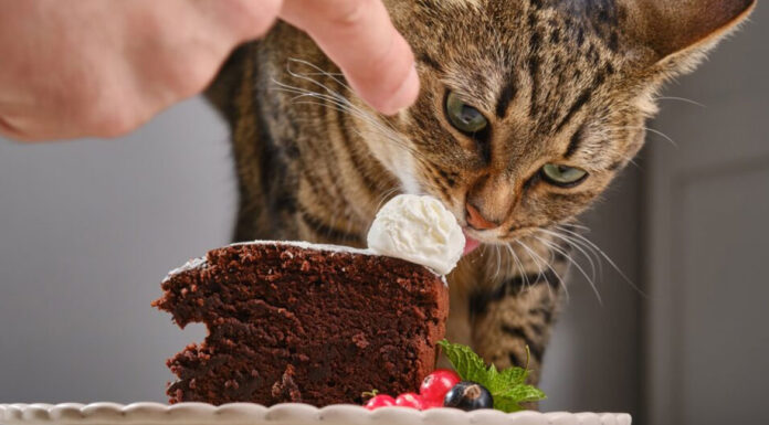 Ποιες ανθρώπινες τροφές δεν πρέπει να φάει η γάτα;
