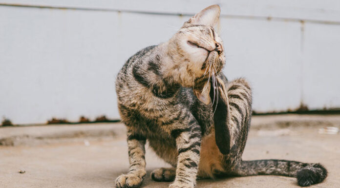Γιατί ξύνεται συνέχεια η γάτα σας;