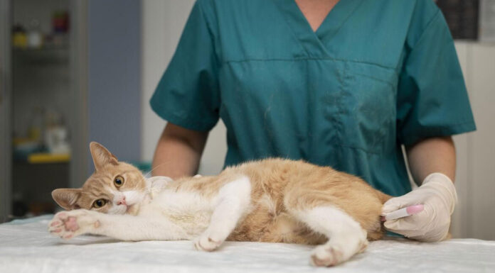 Γιατί να στειρώσεις τον σκύλο ή τη γάτα σου