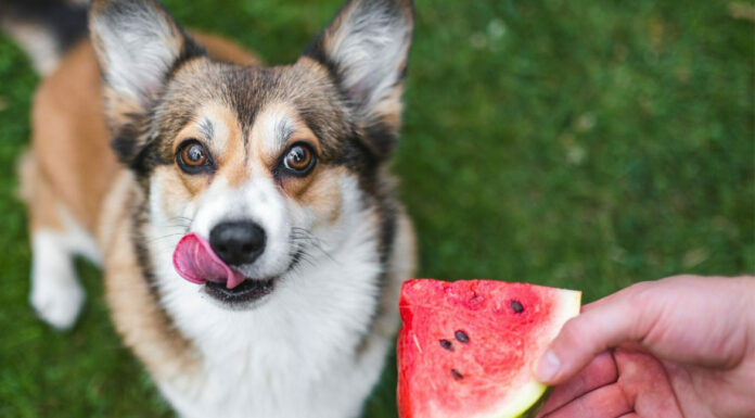 Καλοκαίρι: Ποιες τροφές είναι κατάλληλες για τον σκύλο σας