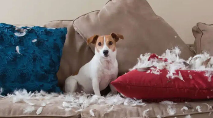 Τι να κάνετε όταν βγάζει δόντια το κουτάβι σας – Πώς να το μάθετε να μην δαγκώνει τα έπιπλα του σπιτιού;