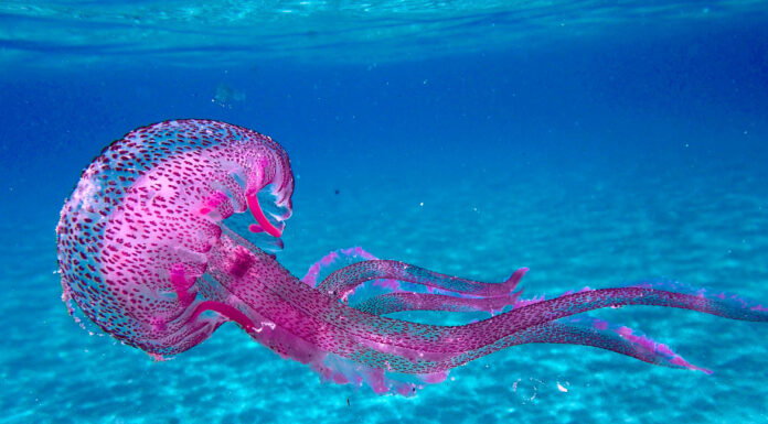 Τι να κάνετε αν σας τσιμπήσει μωβ μέδουσα