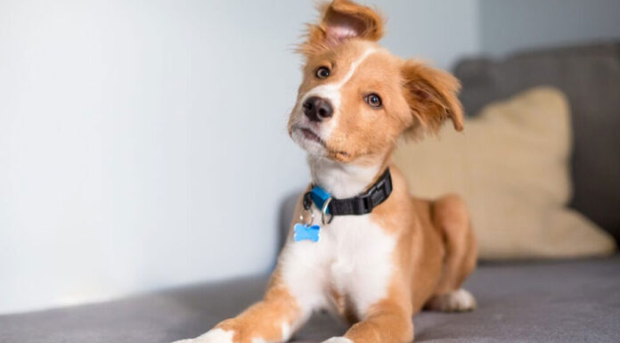 Έρευνα: Οι σκύλοι καταλαβαίνουν όταν συζητάμε για αυτούς