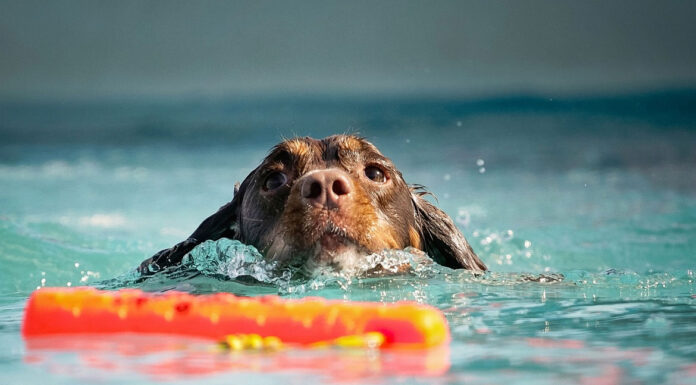 Πώς θα μάθετε τον σκύλο σας να κολυμπάει στη θάλασσα;