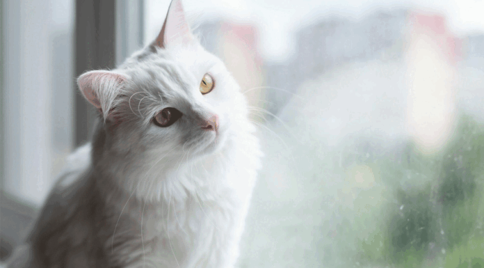 Ενδιαφέρουσες αλήθειες για τις άσπρες γάτες: