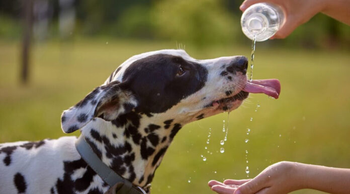 Πότε η άσφαλτος είναι πολύ ζεστή για τα πατουσάκια του σκύλου σας – Το τρικ με το χέρι