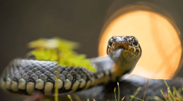 Φίδι στην αυλή; Τι να κάνετε για να αποφύγετε τους ανεπιθύμητους επισκέπτες το καλοκαίρι