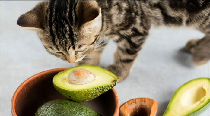 Γάτα: Ποιες καλοκαιρινές τροφές είναι επικίνδυνες για την υγεία της