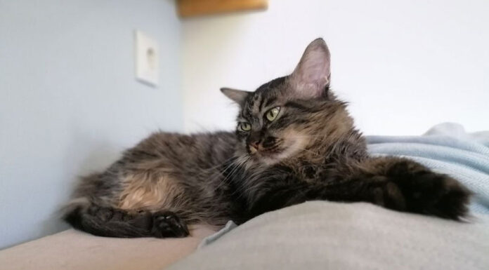 Πώς να κερδίσεις την εμπιστοσύνη μιας γάτας