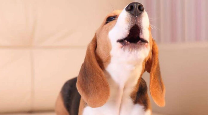 Μπορούν οι σκύλοι να ακούσουν τον σεισμό που πρόκειται να γίνει;