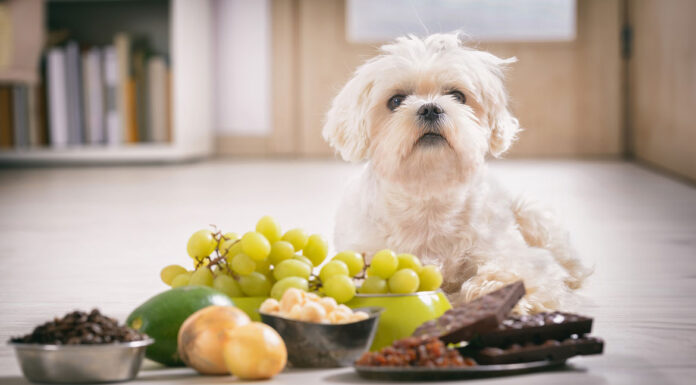 Σκύλος: Ποιο καλοκαιρινό φρούτο δεν πρέπει να φάει ο τετράποδος φίλος σας