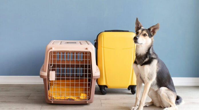 Ταξιδεύεις με τον τετράποδο φίλο σου; Δες τι να προσέξεις