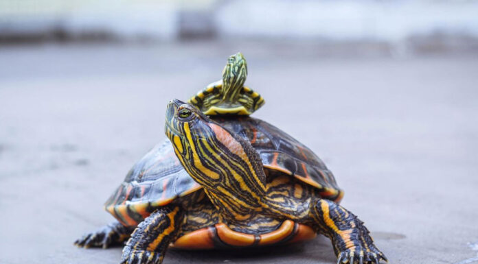 Xελωνάκι νερού: Τι τροφές πρέπει να του δίνετε