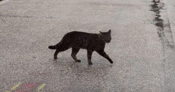 gata-1200x630.jpg