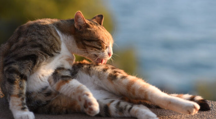 Γιατί η γάτα σου αρχίζει να καθαρίζεται μόλις σταματάς να τη χαϊδεύεις;