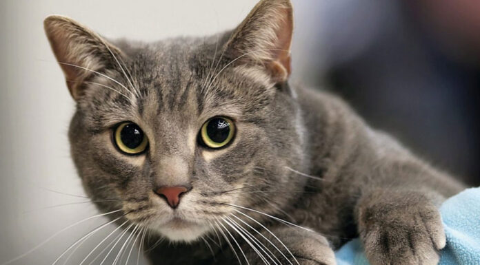 Καταλαβαίνουν άραγε οι γάτες το όνομά τους;