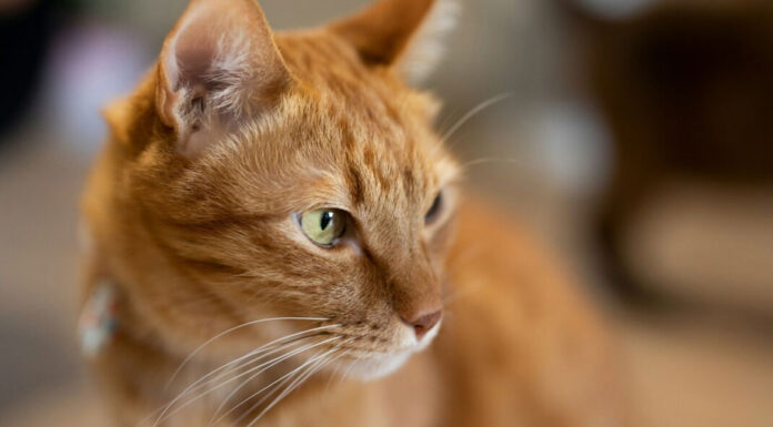 Γιατί οι τζίντζερ γάτες είναι κυρίως αρσενικές;