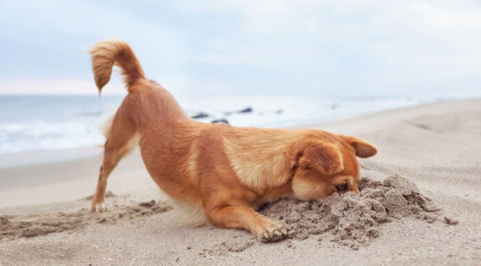 4 λάθη που κάνετε το καλοκαίρι όσοι έχετε σκύλο