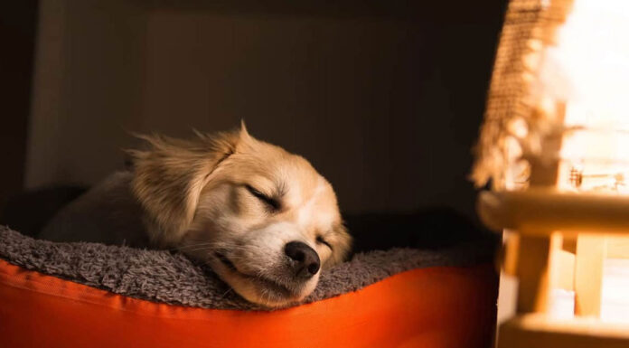 Tι πραγματικά ονειρεύονται οι σκύλοι