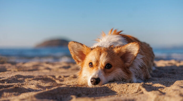 Σκύλος: Τι μπορείτε να τον ταΐσετε στην παραλία