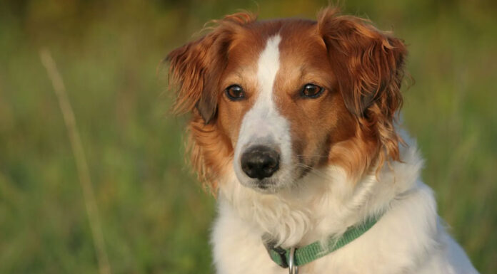 Τι πρέπει να κάνεις και τι να μην κάνεις όταν πλησιάζεις έναν άγνωστο σκύλο