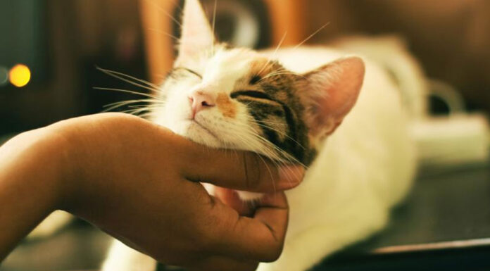 Μήπως κακομαθαίνεις τη γάτα σου;