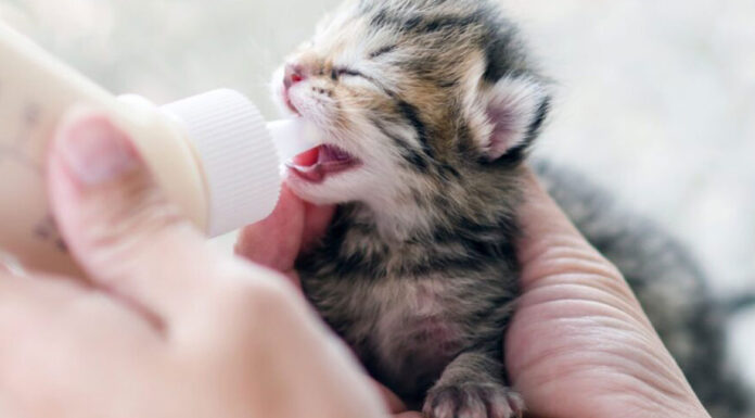 Οι 4 βασικοί λόγοι που οι μητέρες γάτες επιτίθενται στα μεγαλύτερα γατάκια τους